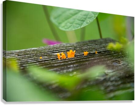 Micro Fungi Canvas Print