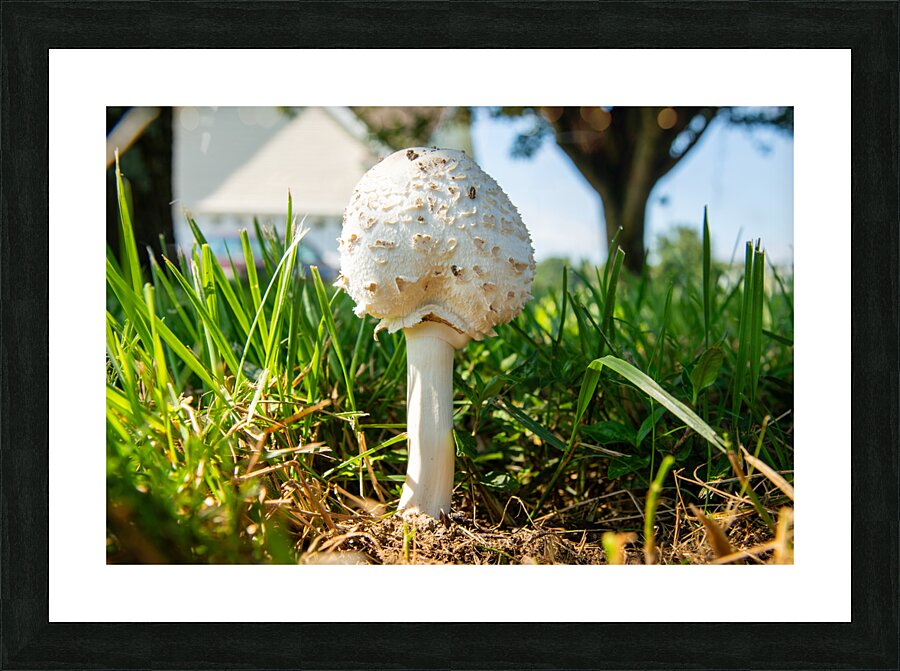 Mushroom 1 Picture Frame print