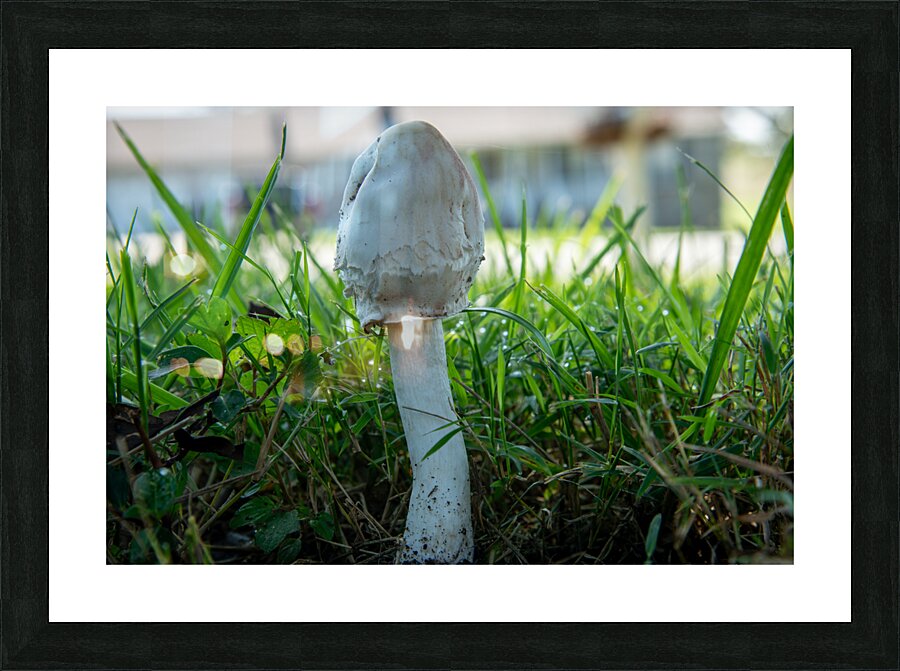 Mushroom 2 Picture Frame print