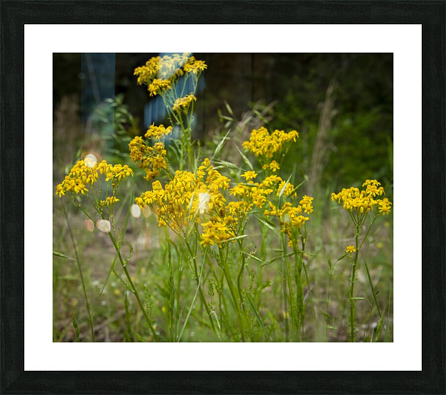 Yellow Flowers Picture Frame print
