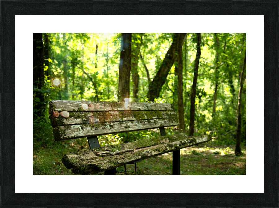 Lonely Bench Picture Frame print