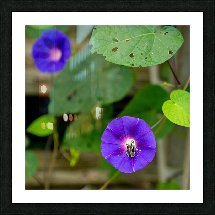 Morning Bee Picture Frame print