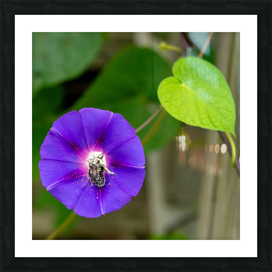 Busy Bee Picture Frame print