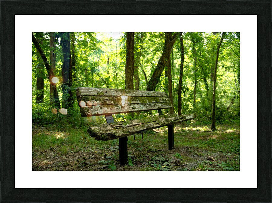 Lonely Bench 2 Picture Frame print