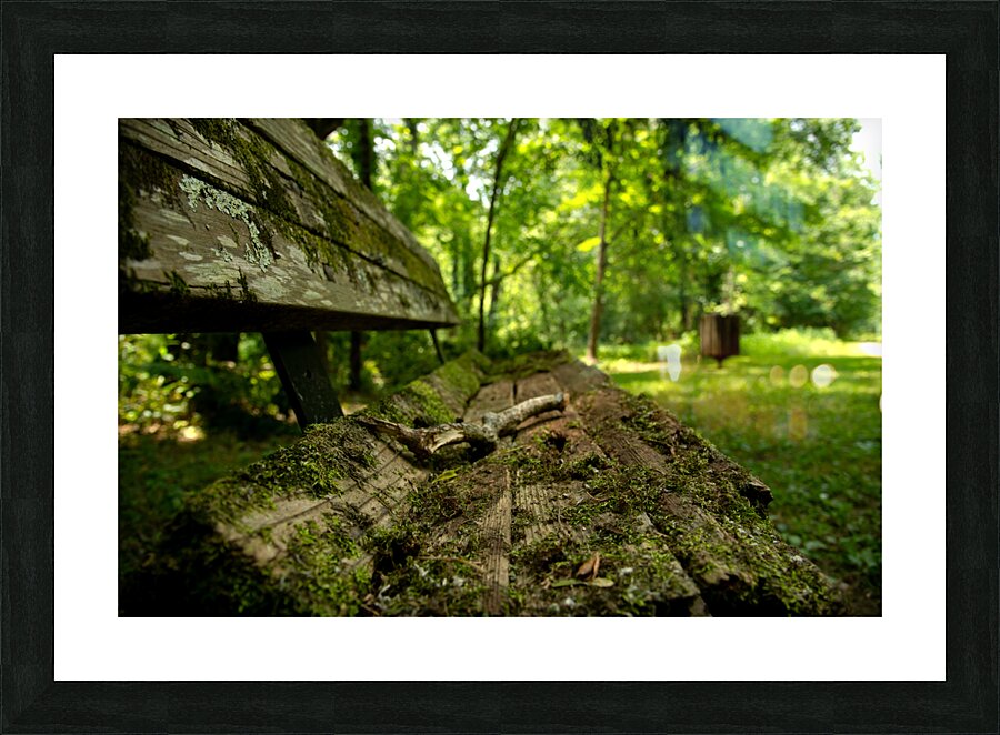 Lonely Bench 3 Picture Frame print