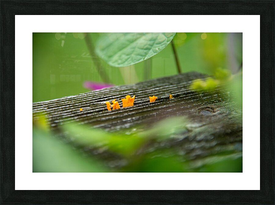 Micro Fungi Picture Frame print