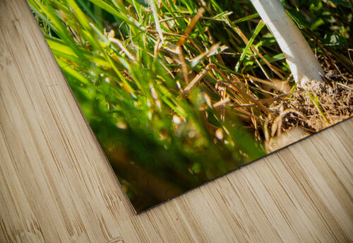 Mushroom 1 Michael Hadley puzzle