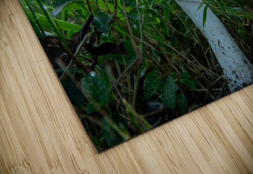 Mushroom 2 Michael Hadley puzzle
