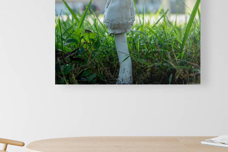 Mushroom 2 by Michael Hadley