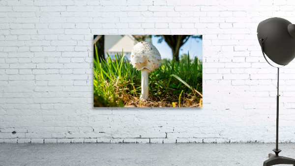 Mushroom 1 Wall Preview