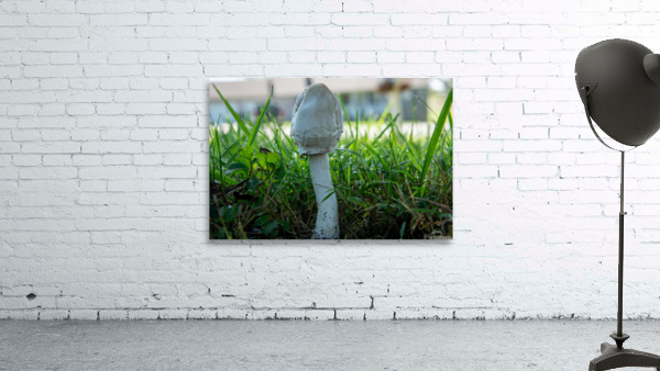 Mushroom 2 Wall Preview