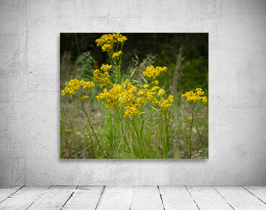 Yellow Flowers Wall Preview