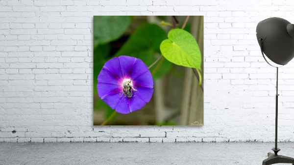 Busy Bee Wall Preview