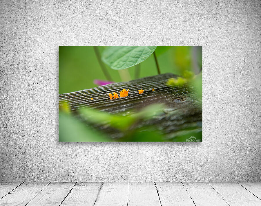 Micro Fungi Wall Preview