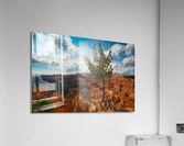 Bryce Canyon Walking Tree Acrylic Print