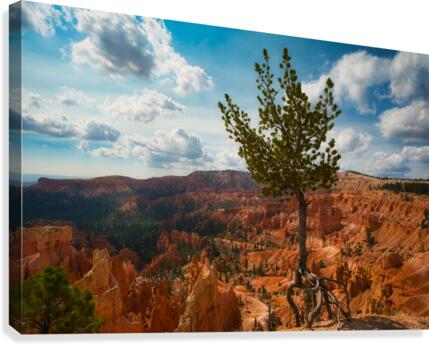 Bryce Canyon Walking Tree Canvas Print