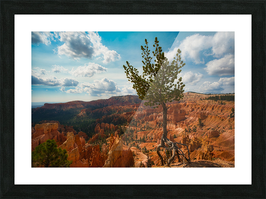 Bryce Canyon Walking Tree Picture Frame print