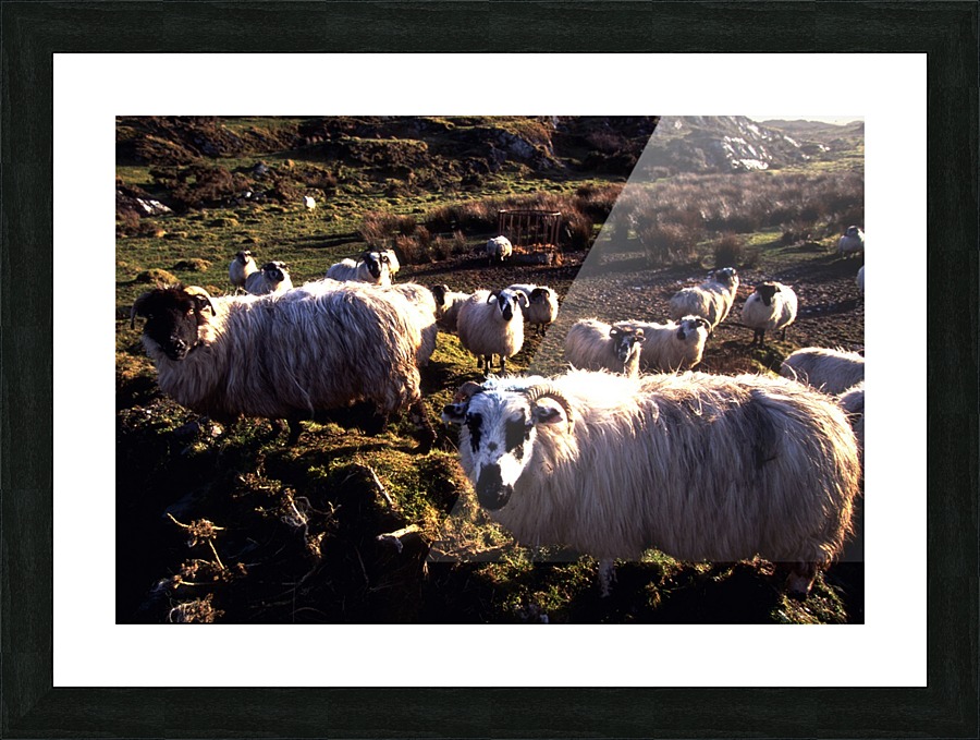 C 028 beara Picture Frame print