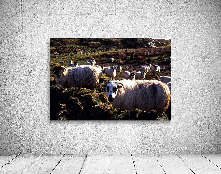 C 028 beara Wall Preview