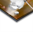 Black Capped Chickadee Acrylic print