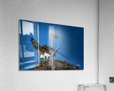 Osprey Nest Acrylic Print