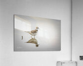 Reflecting Acrylic Print