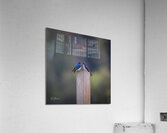 Rendezvous Acrylic Print