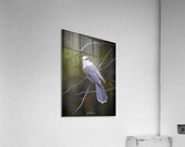 Grey Jay Acrylic Print