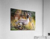 Autumn Goose Acrylic Print