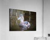 Water off a Ducks Back Acrylic Print