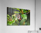 Hanging Out Acrylic Print
