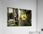 Floating Magic Acrylic Print