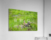 Lookout Duty Acrylic Print