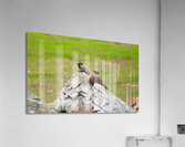 Marmot Rock Acrylic Print