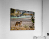 Scavengers Patrol Acrylic Print