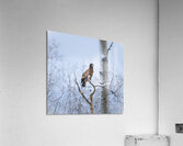 Young Eagle Acrylic Print