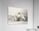 Heavenly Grace Acrylic Print