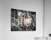 Her Majesty Acrylic Print