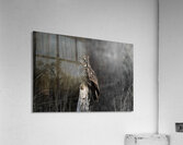 The Great Gray Acrylic Print