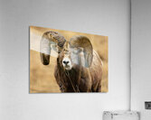 The Boss Acrylic Print