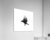 Back in Black Acrylic Print