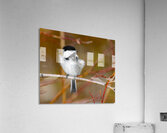 Black Capped Chickadee Acrylic Print