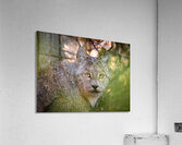 Eye Contact Acrylic Print
