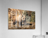 Nomadic Nemesis Acrylic Print