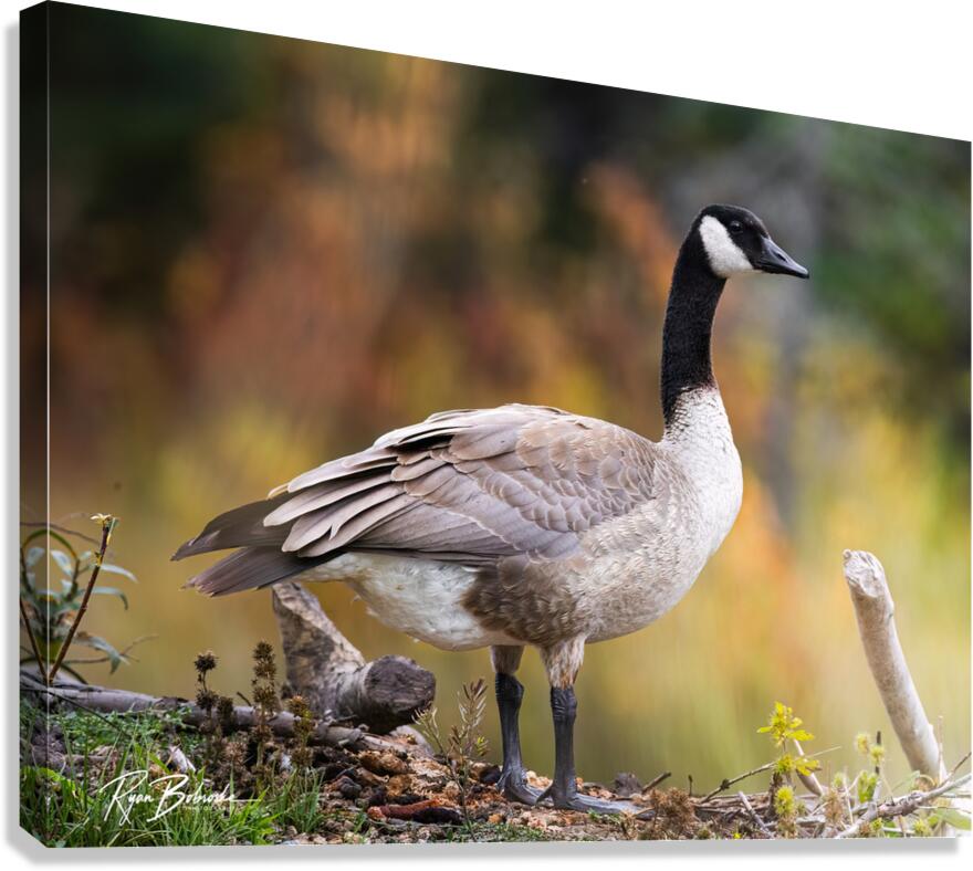 Autumn Goose Canvas Print