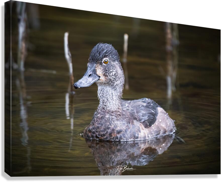 Water off a Ducks Back Canvas Print