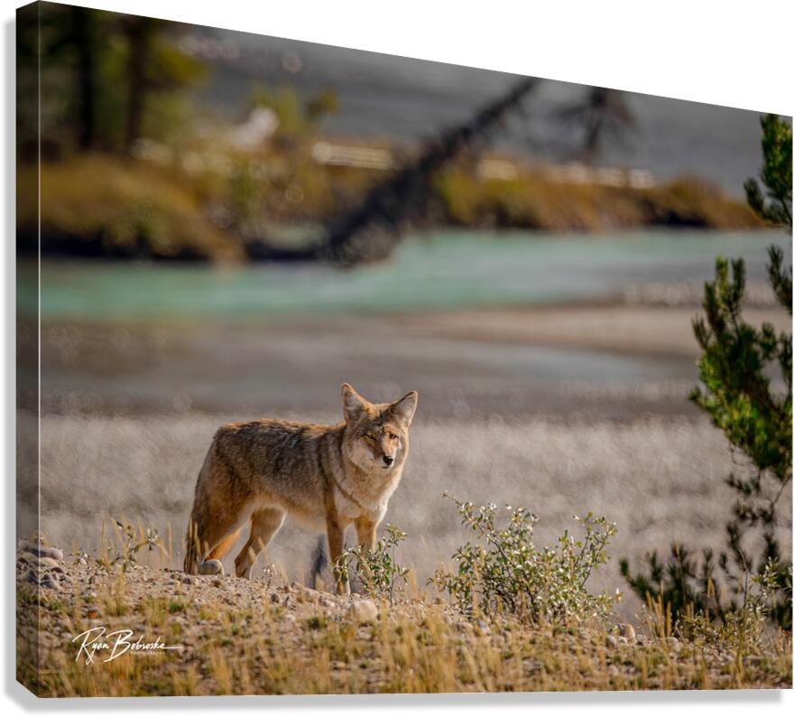 Scavengers Patrol Canvas Print
