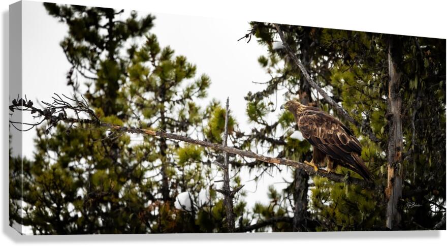 Golden Monarch Canvas Print