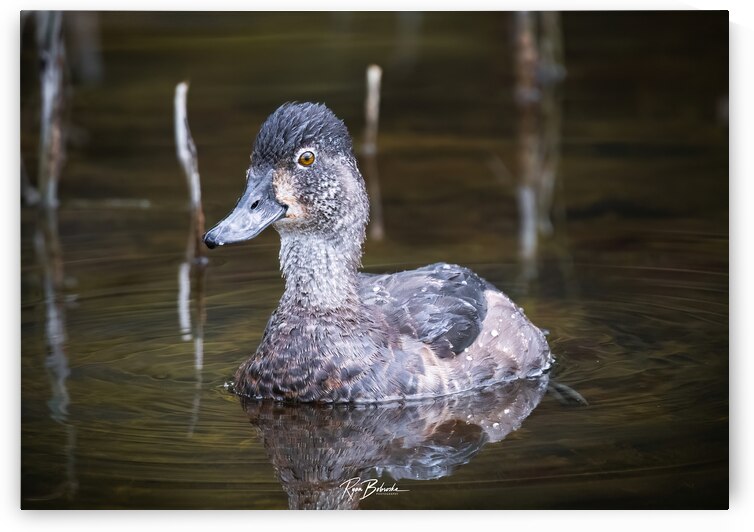 Water off a Ducks Back by Ryan Bobroske Photography
