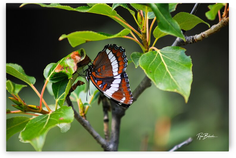 Hanging Out by Ryan Bobroske Photography